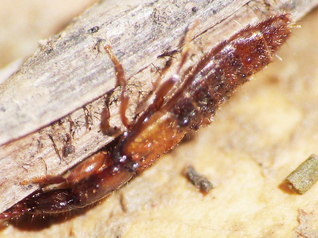 Staphylinidae 1 - Achenium sp.